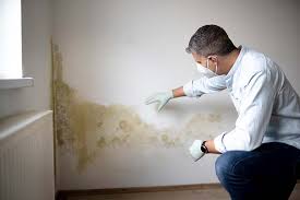 Best Mold Damage Restoration  in Pamplico, SC